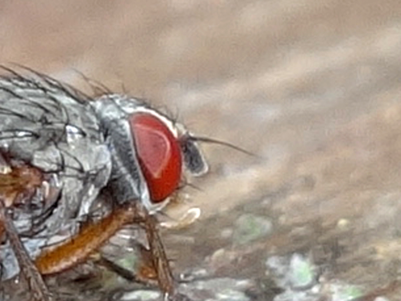 Anthomyiidae